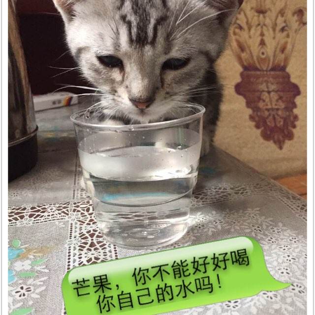 买个假的韦斯特菲尔德州立大学文凭